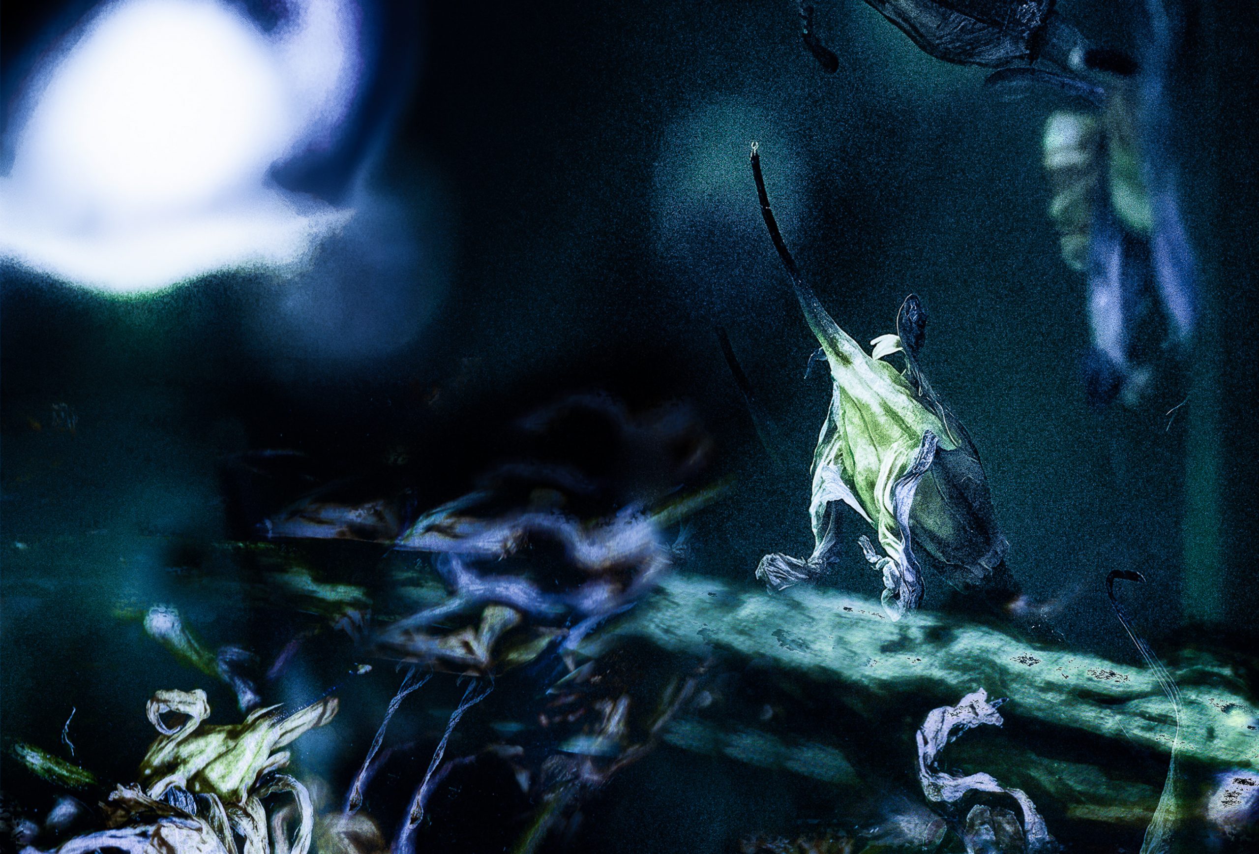 Where the Bluebells Sing